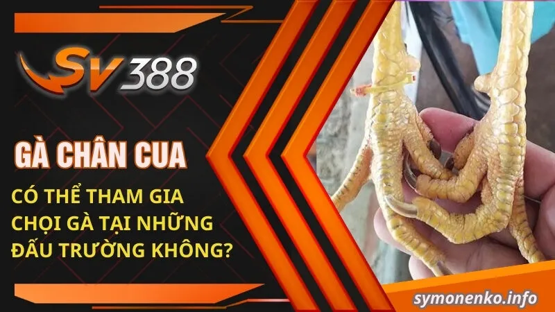 Gà chân cua có thể tham gia chọi gà tại những đấu trường không?